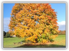 Herbstbaum